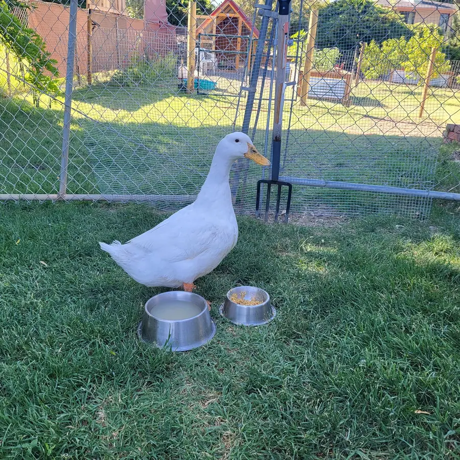 A white duck standing on grass between two metal bowls, in front of a wire fence.