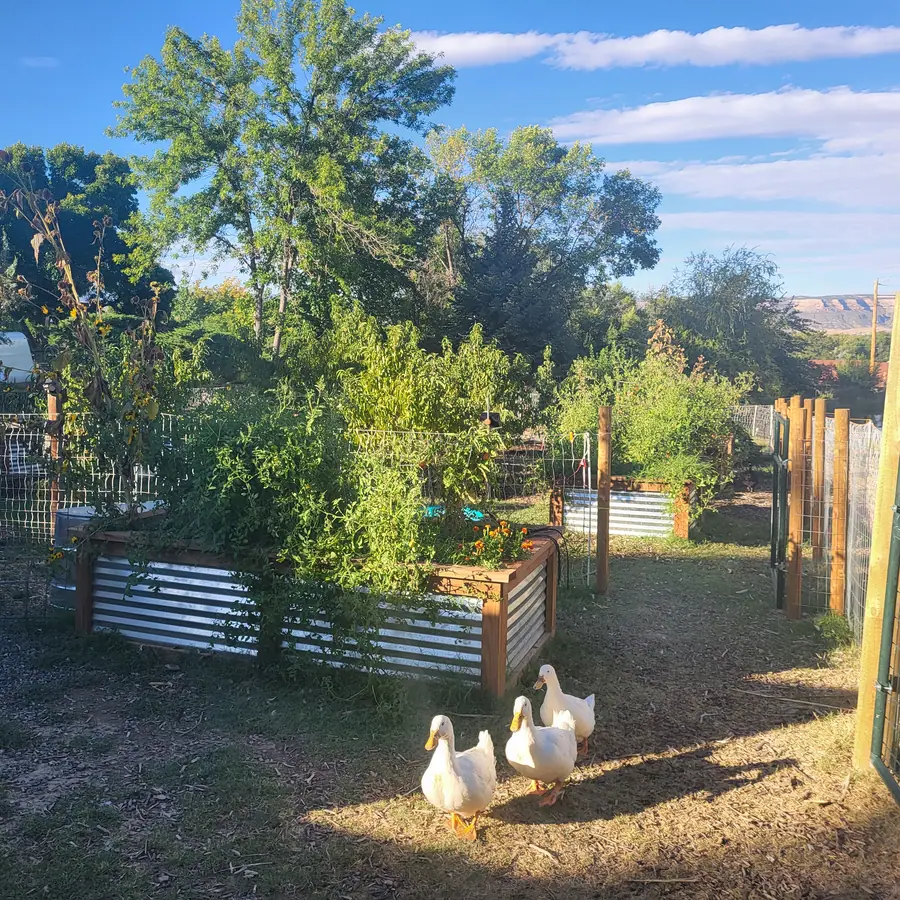Three white ducks walking past a raised bed overgrown with tomato vines and orange flowers, inside a fenced yard.