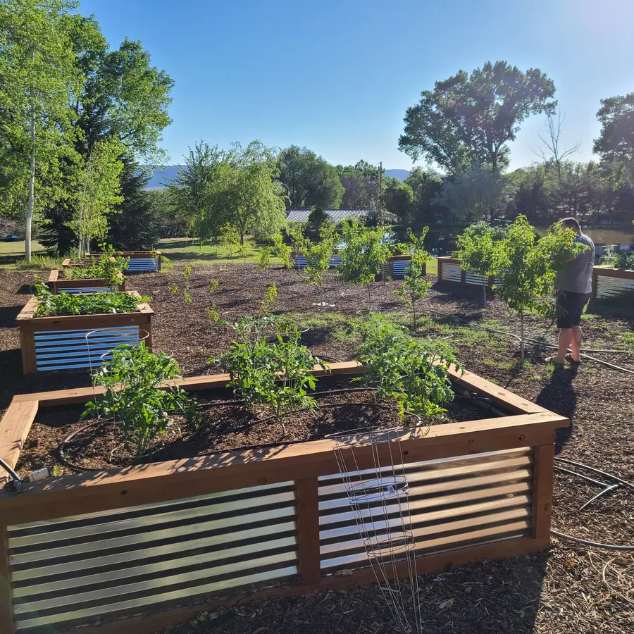 Evening light over raised beds of tomatoes and young fruit trees, with a person in the distance among the trees.
