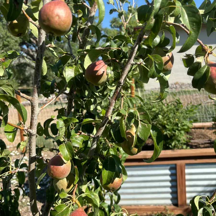 A pear tree loaded with ripening pears, with a raised bed behind it.