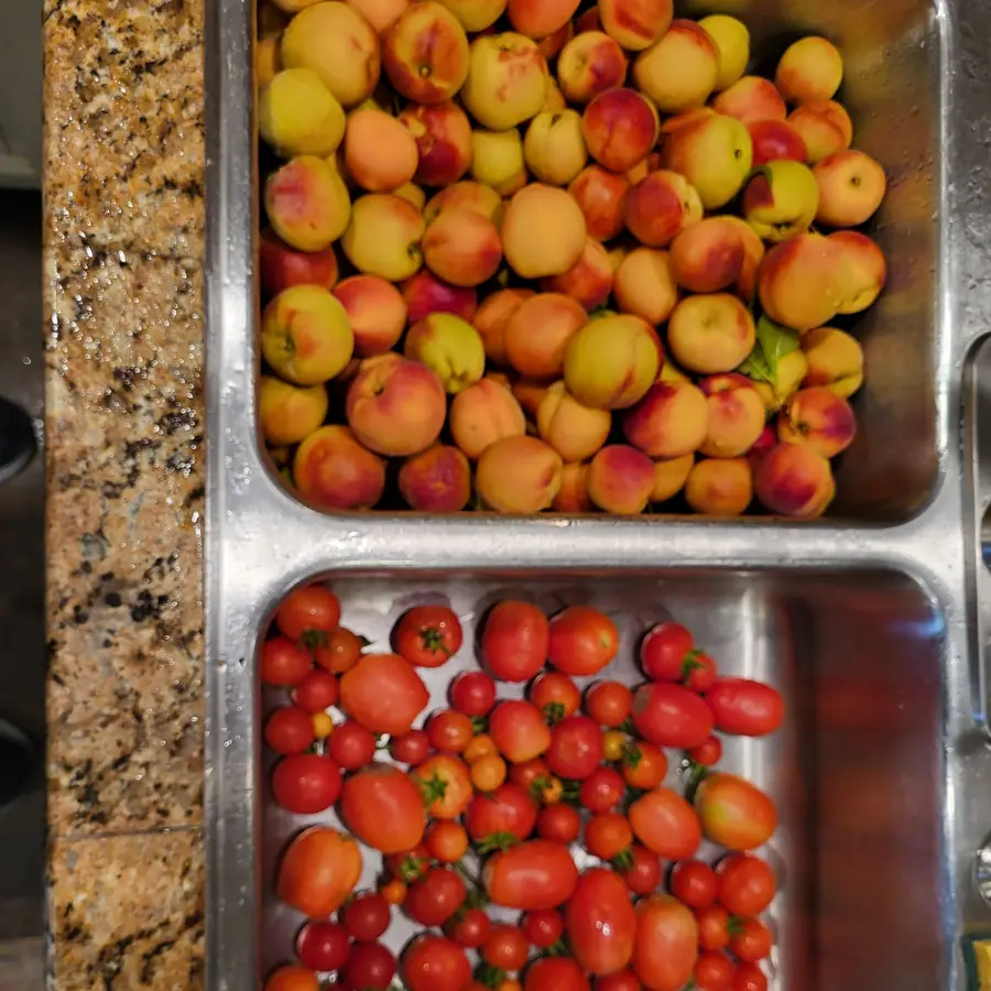 A kitchen sink holding a pile of ripe stone fruit in one basin and tomatoes in the other.