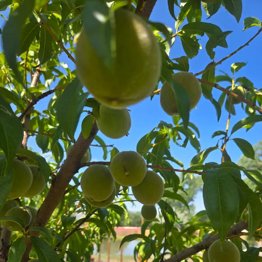 Young green peaches hanging among leaves on a branch, with a raised bed and a pond in the background.