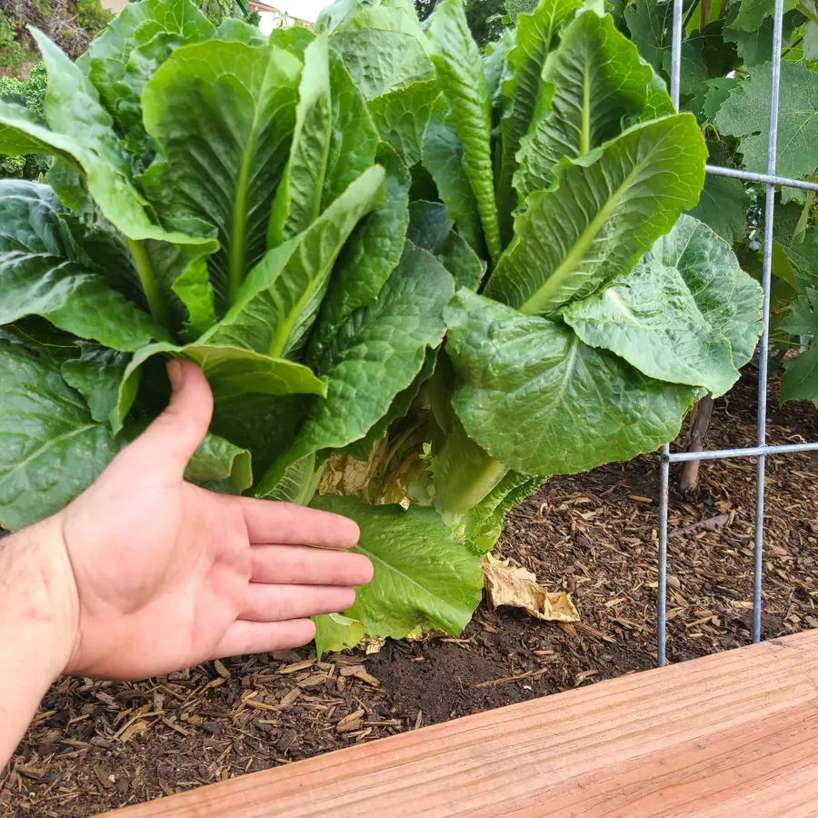 A hand held beside a large romaine lettuce plant in a raised bed, next to a wire trellis.
