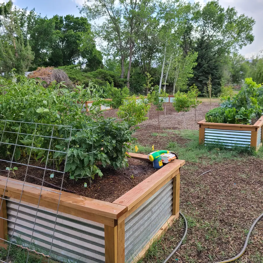 A raised bed with a wooden frame and corrugated metal sides, full of tomato plants, with more beds beyond.